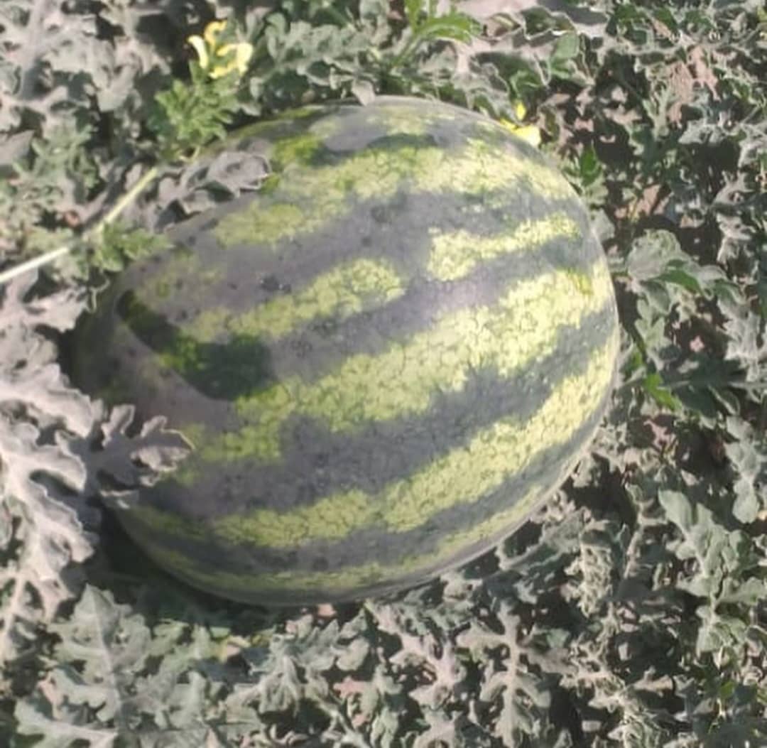 بازارچه مرزی پرویزخان صادرات میوه و تره بار به عراق در قصر شیرین